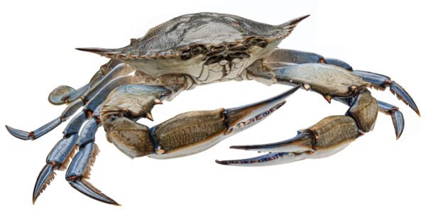Blue crab